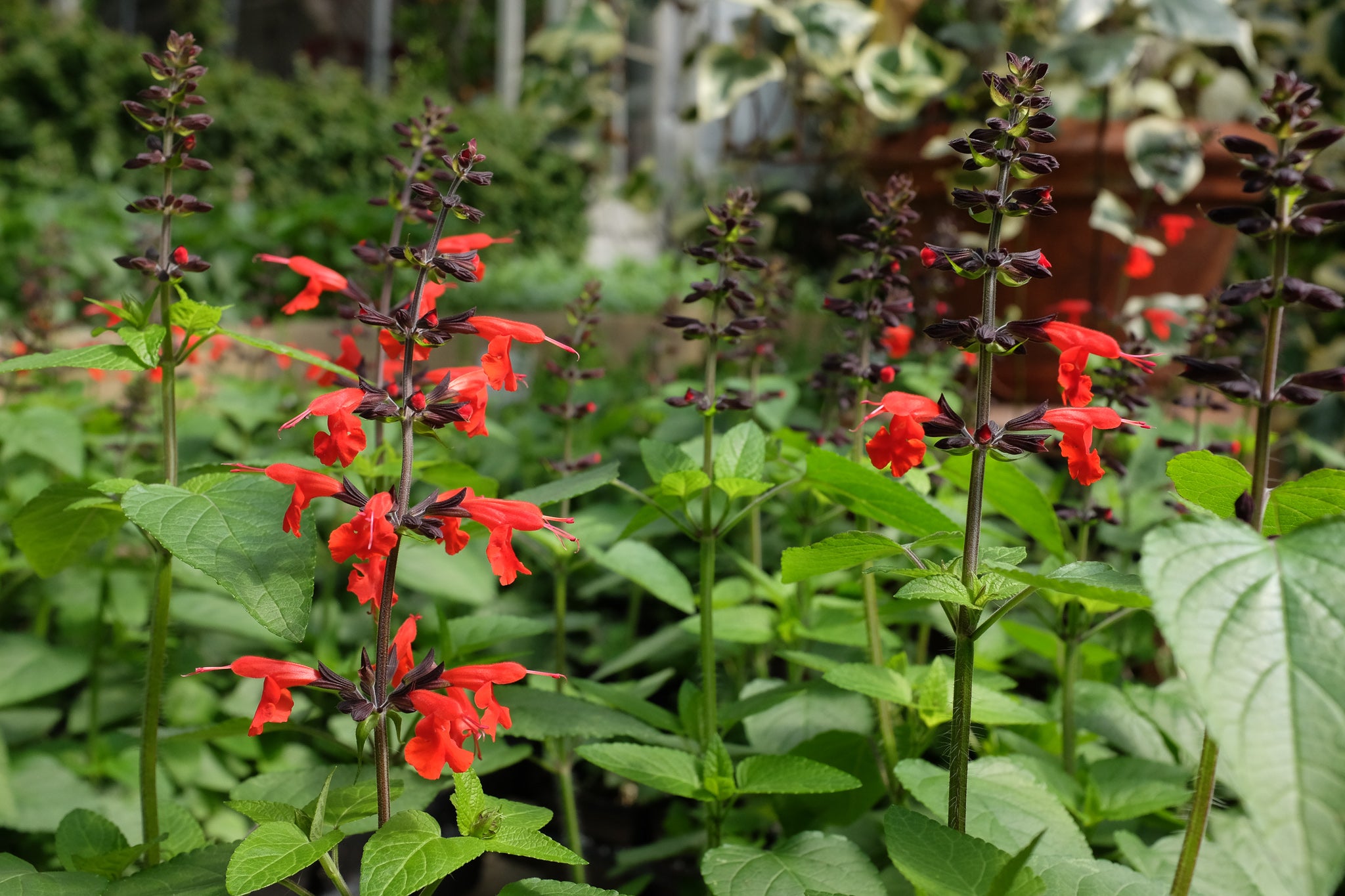Salvia 'Hummingbird Forest Fire' Michler's Florist, Greenhouses