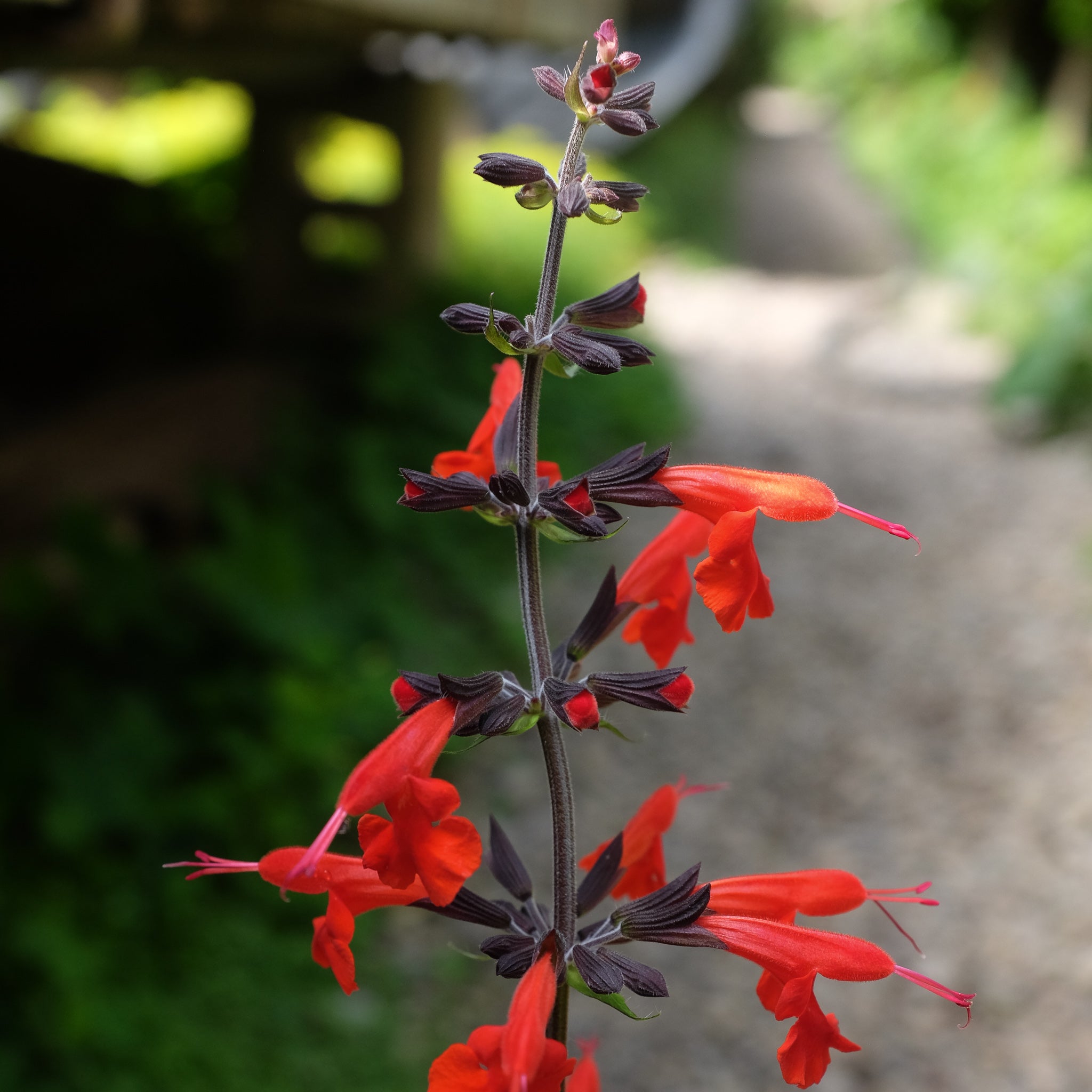 Salvia 'Hummingbird Forest Fire' Michler's Florist, Greenhouses