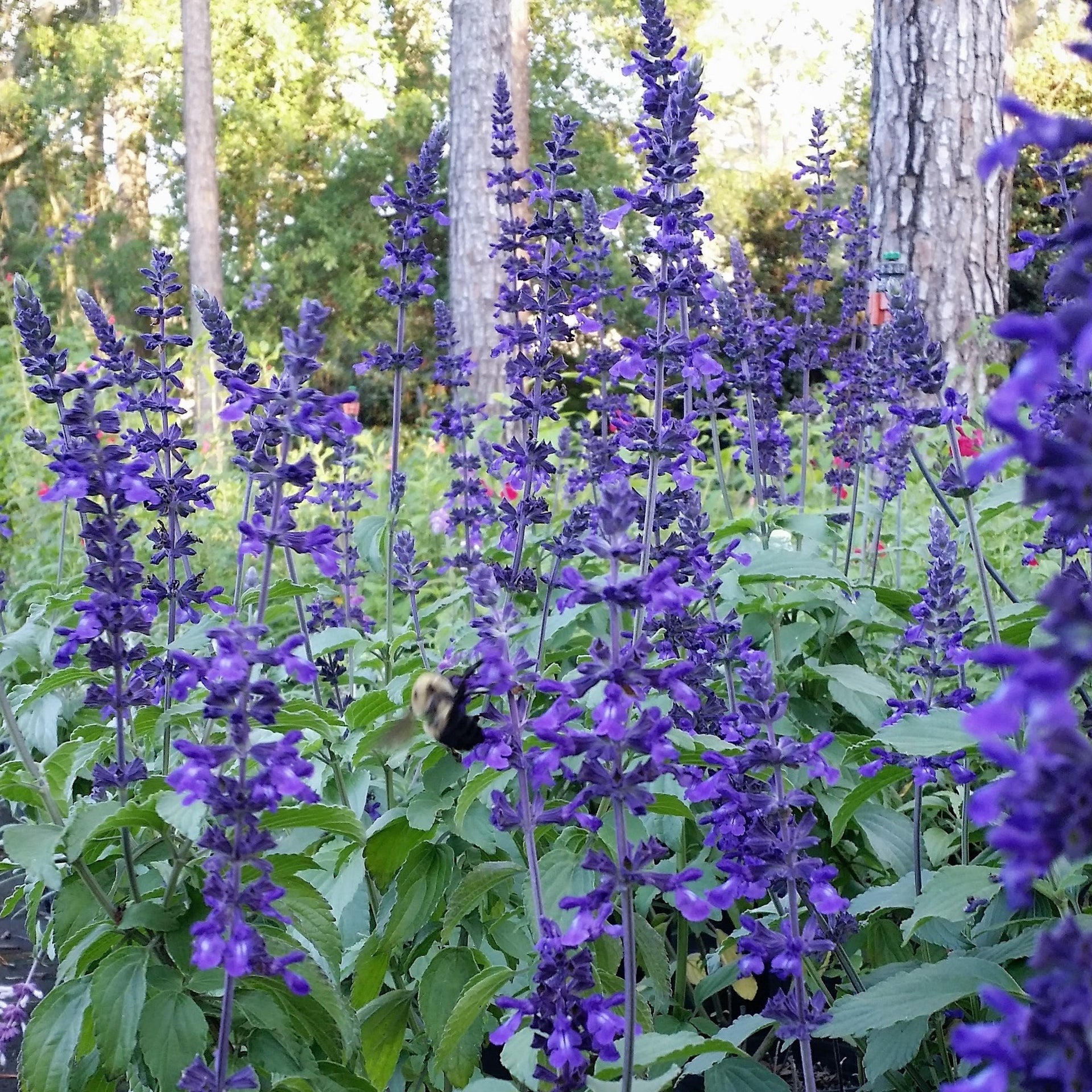 Salvia 'Indigo Spires' | Annual in Lexington, KY