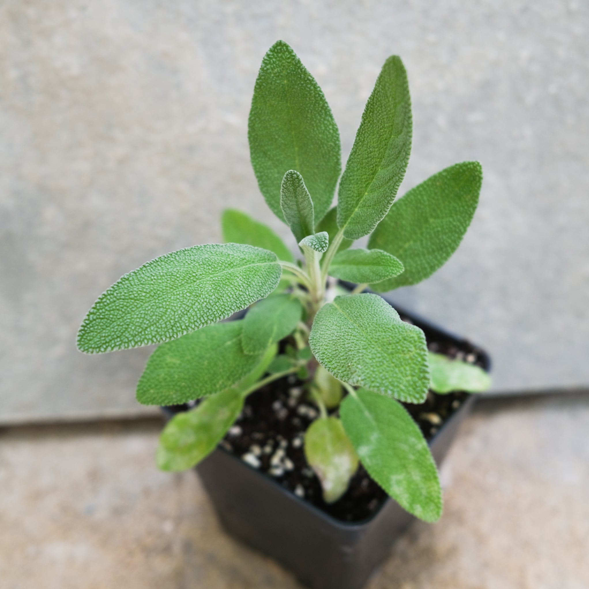Sage - Salvia officinalis – Michler's Florist, Greenhouses