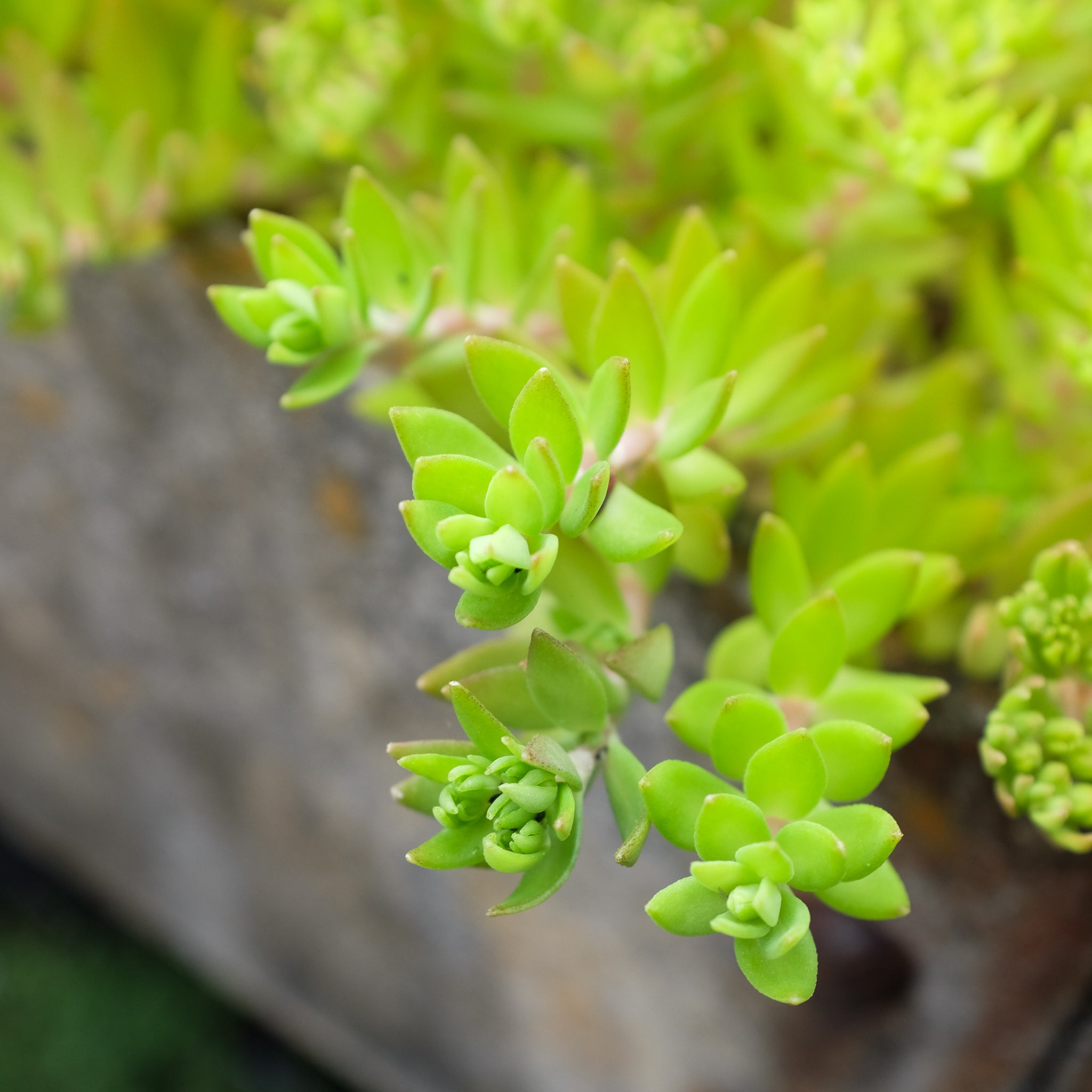 teardrop plant succulent Sedum lineare (Golden Teardrop) – Michler's Florist, Greenhouses & Garden Design