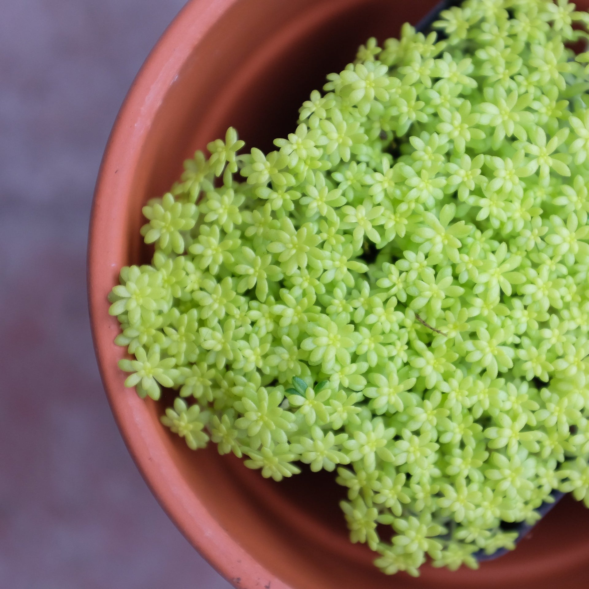 tokyo succulent Succulent - Sedum japonicum 'Tokyo Sun'