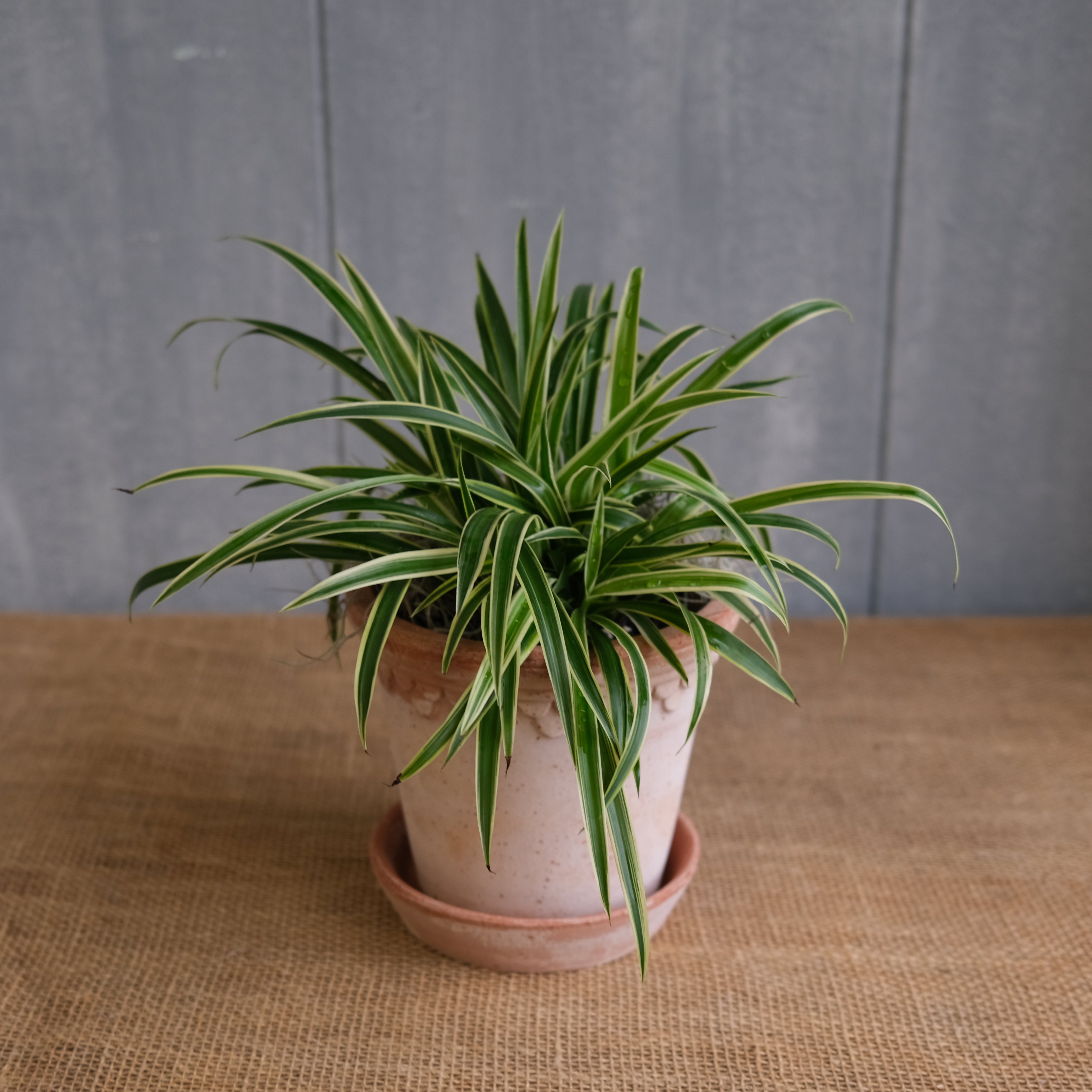  Spider Plant Indoor