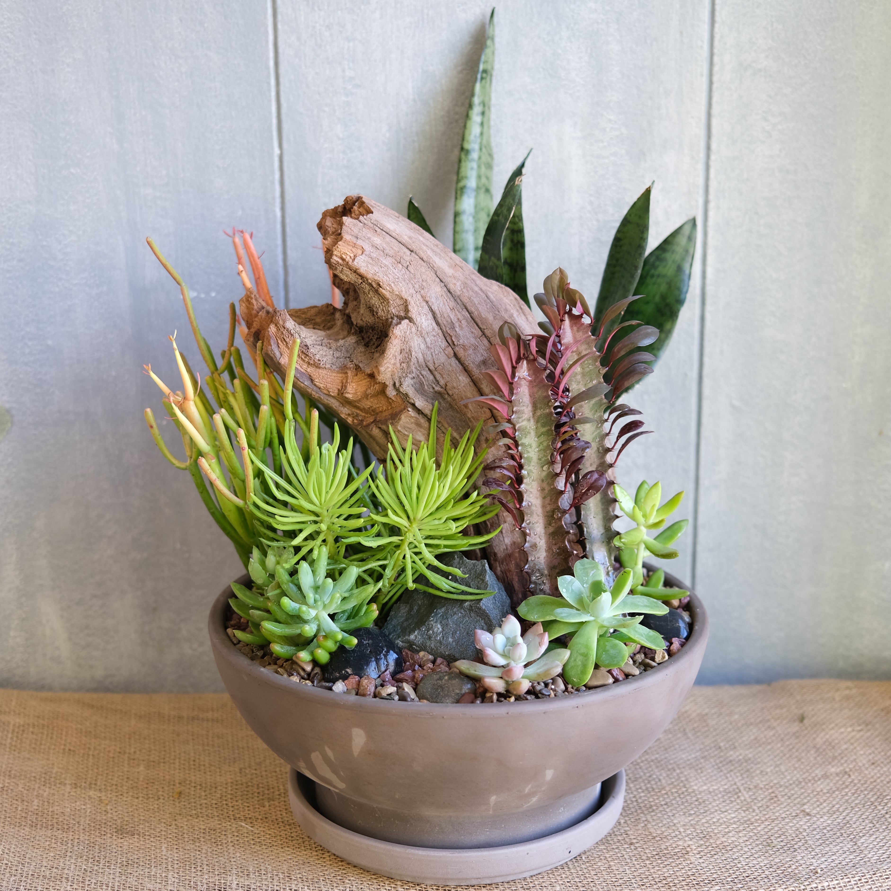 succulents meijer San Bernardino Succulent Planter | Lexington, KY