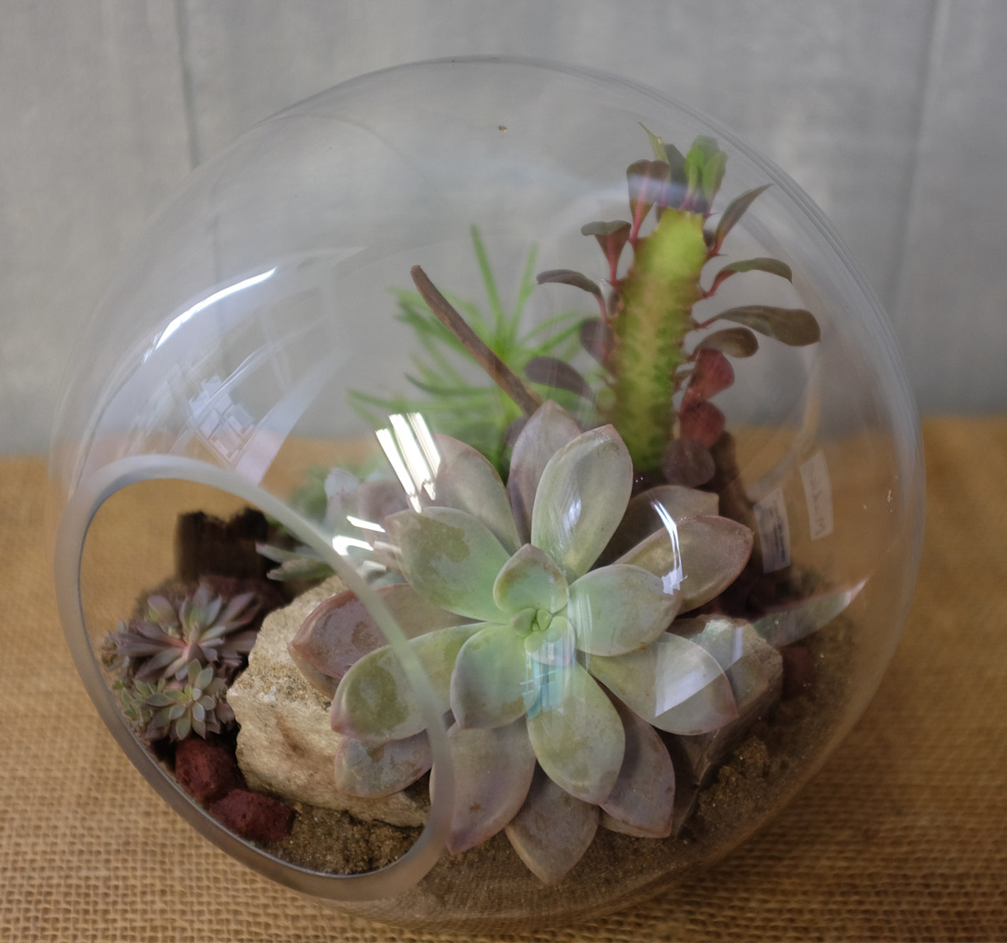 glass terrarium with succulents by Michler's Florist in Lexington, Kentucky