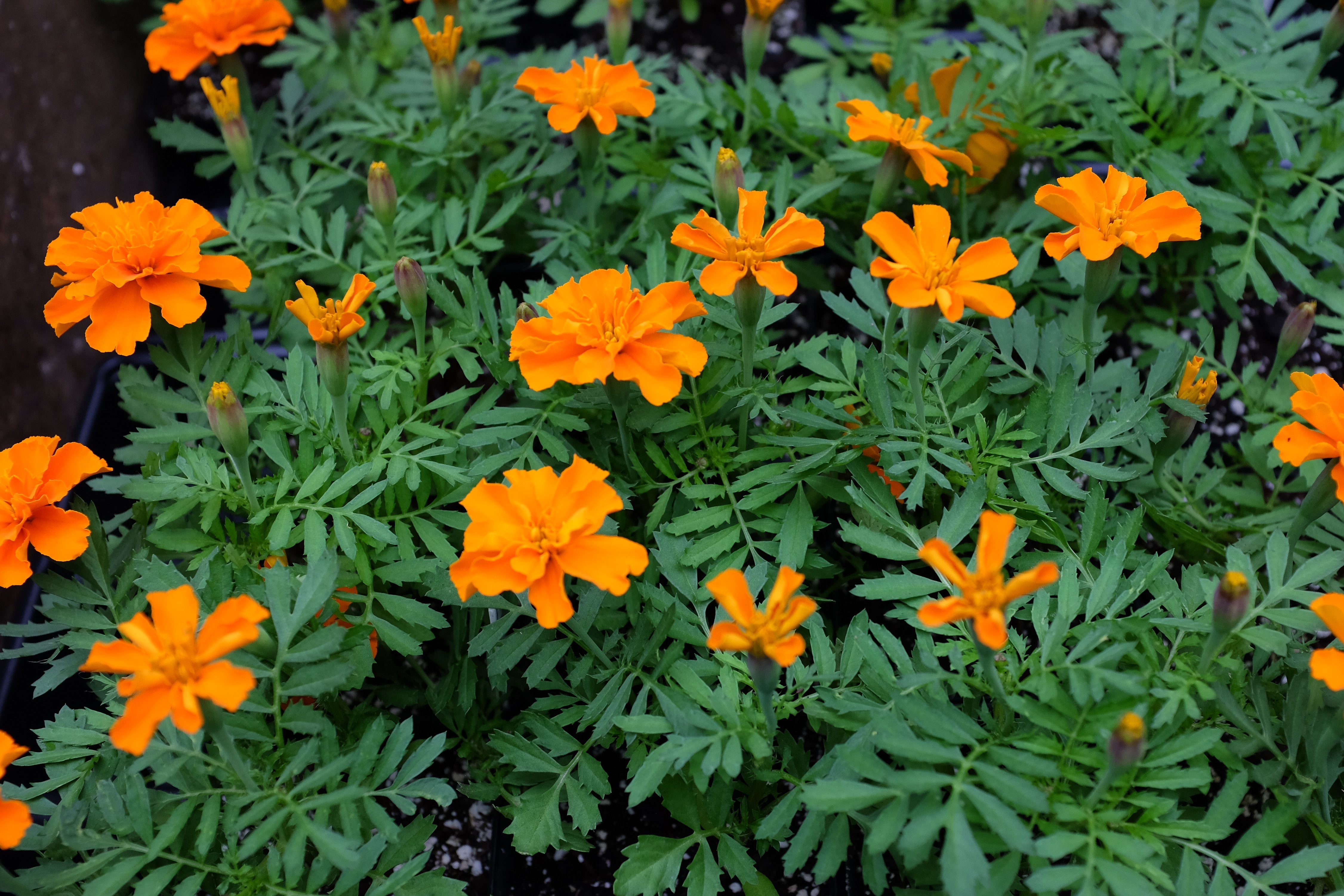 Marigold - Tagetes patula 'Bonanza Deep Orange' – Michler's