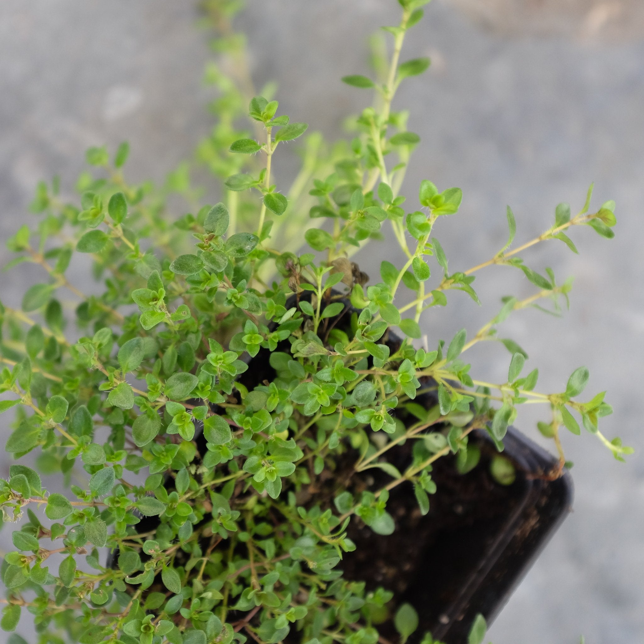 Thymus serpyllum 'Magic Carpet' (Magic Carpet Thyme) Perennial in Lexington, KY Michler's