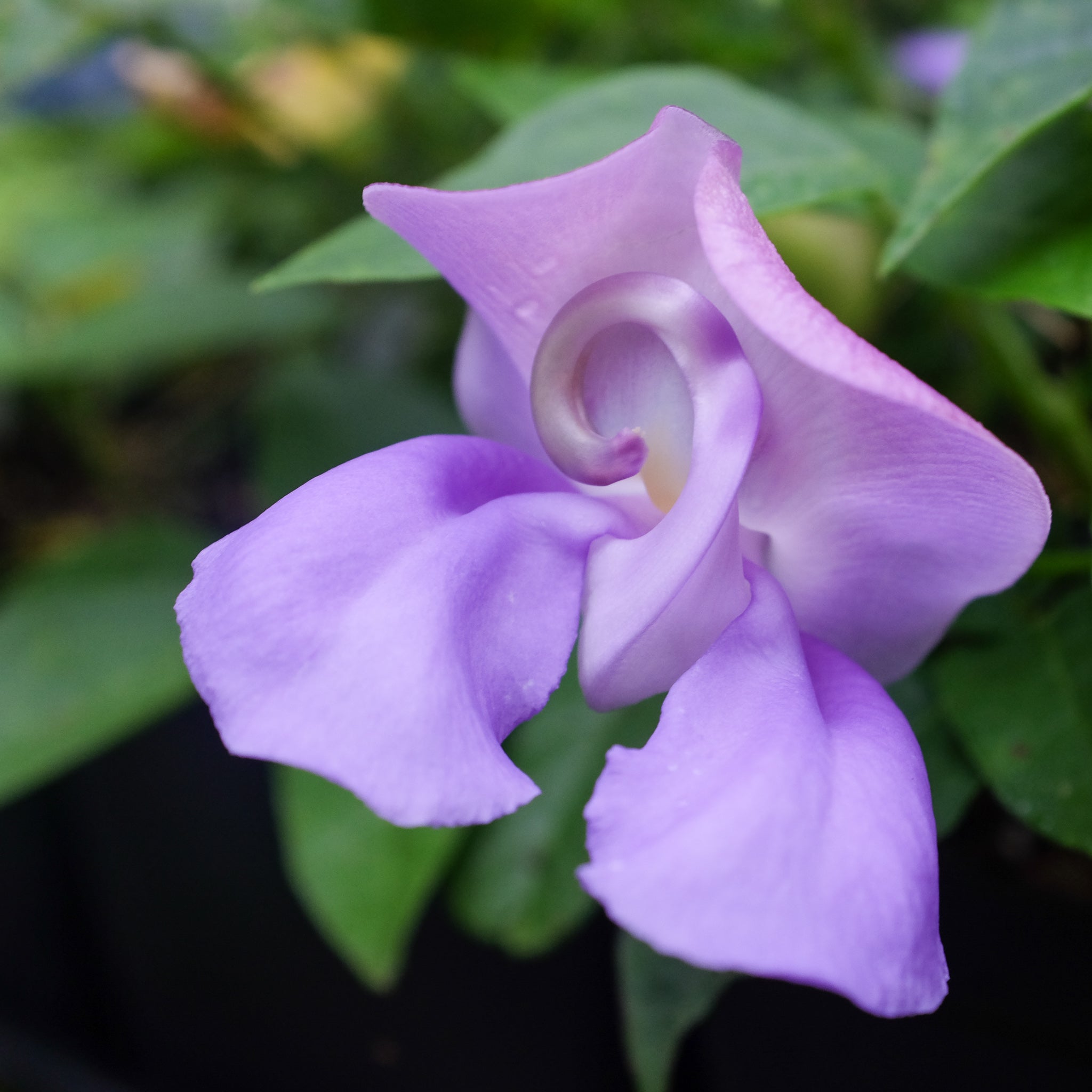 Vigna caracalla (Corkscrew Flower)