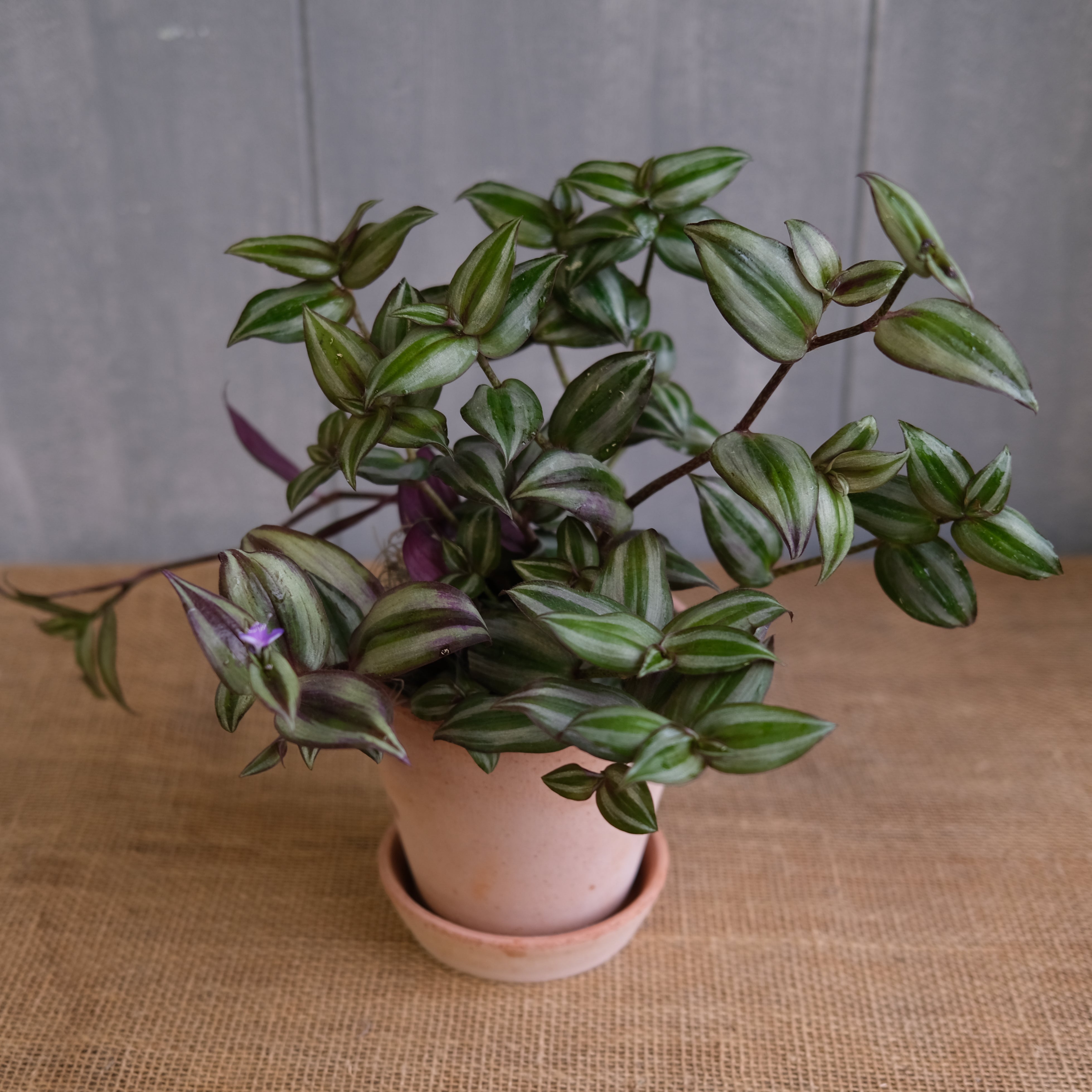 is tradescantia zebrina an indoor plant Tradescantia zebrina - Wandering Dude