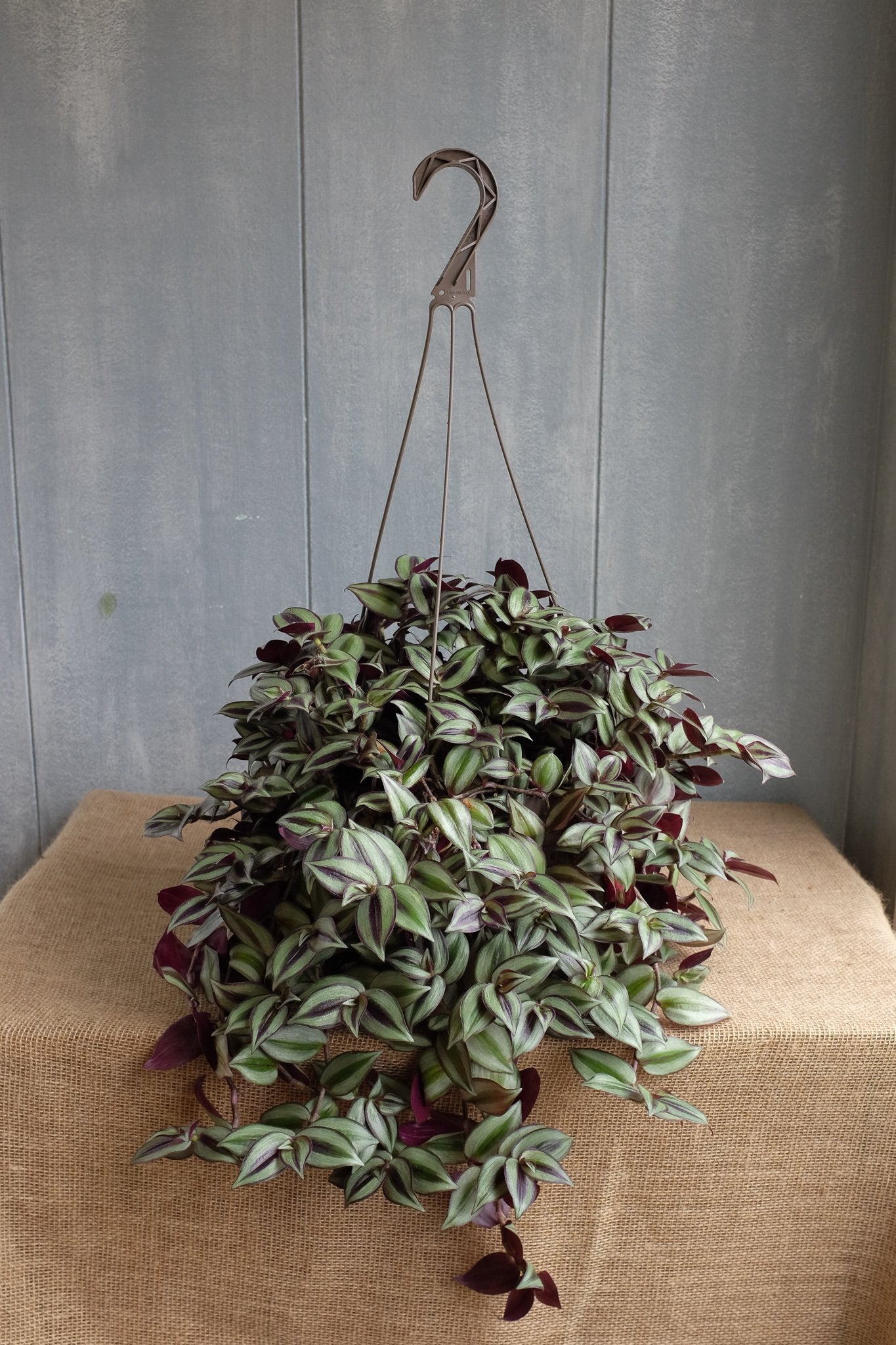 wandering jew plant hanging basket Tradescantia zebrina - Wandering Dude