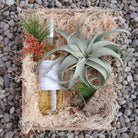 Gift Box with White Wine and Air plant