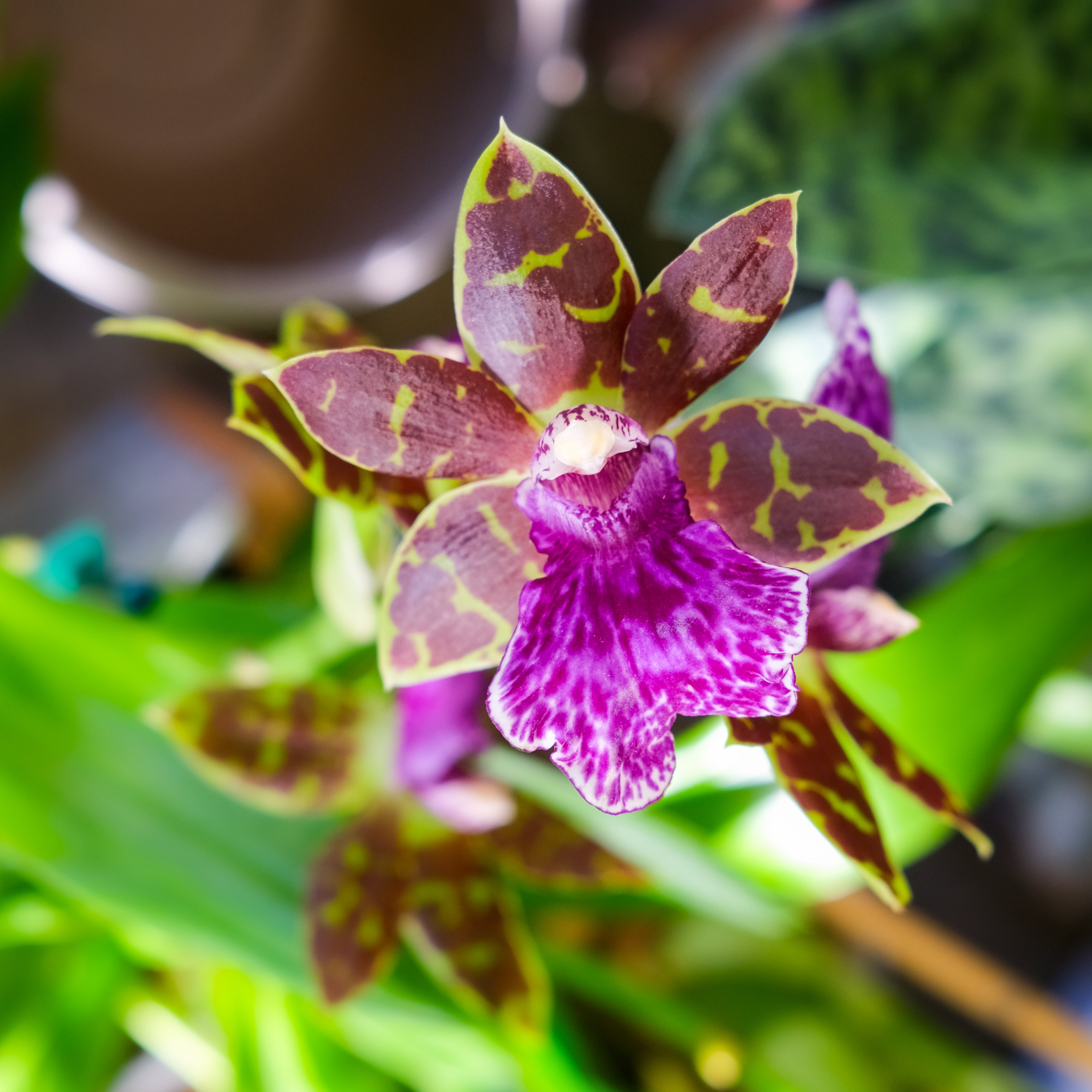 Exotic orchid shop